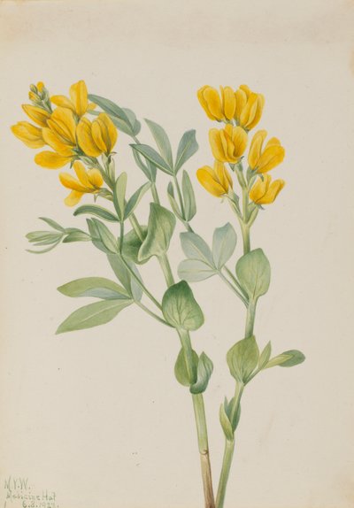 Goldenpea Thermopsis rhombifolia, 1923. 作者 玛丽·沃克斯·沃尔科特