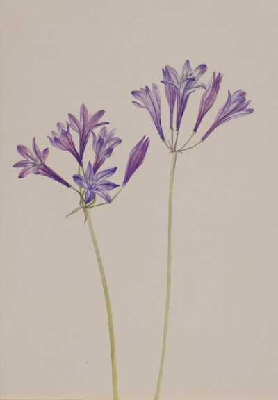 草果 Brodiaea laxa, 1933. 作者 玛丽·沃克斯·沃尔科特