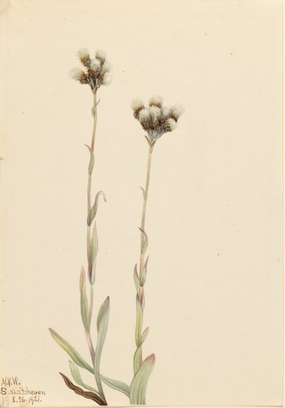 灰色猫爪草（Antennaria howellii） 作者 玛丽·沃克斯·沃尔科特