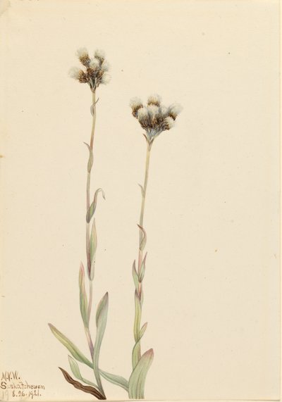 Gray Pussytoes Antennaria howellii, 1921. 作者 玛丽·沃克斯·沃尔科特