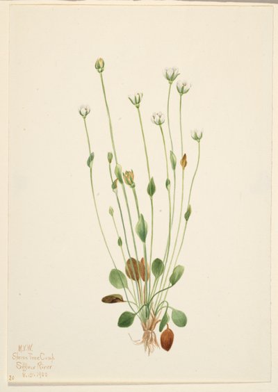 灰色瑞格草（Senecio canus） 作者 玛丽·沃克斯·沃尔科特