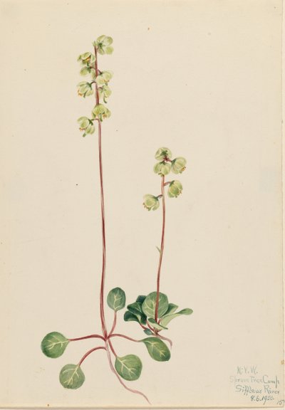 绿火绒草（Pyrola chlorantha） 作者 玛丽·沃克斯·沃尔科特