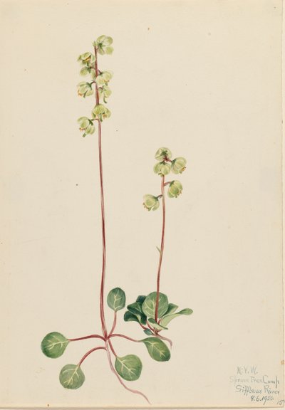 Green Pyrola Pyrola chlorantha, 1920. 作者 玛丽·沃克斯·沃尔科特