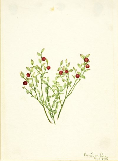 松鸡胡颓子（Vaccinium scoparium） 作者 玛丽·沃克斯·沃尔科特