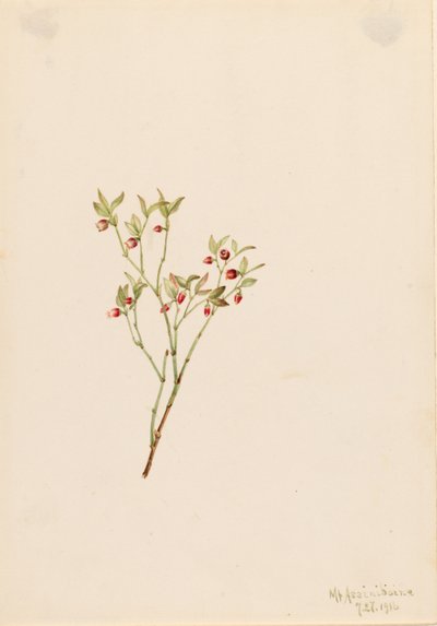 松鸡胡枝子（Vaccinum scoparium） 作者 玛丽·沃克斯·沃尔科特