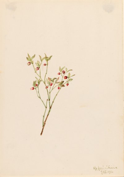 Grouse Whortleberry Vaccinum scoparium, 1916. 作者 玛丽·沃克斯·沃尔科特