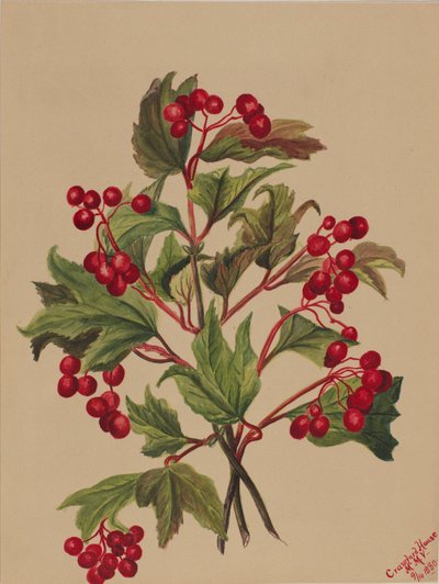 Grouseberry Viburnum americanum, 1880. 作者 玛丽·沃克斯·沃尔科特