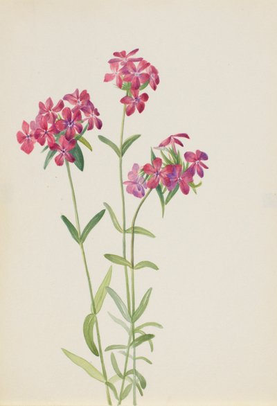 毛凤仙花（Phlox amoena） 作者 玛丽·沃克斯·沃尔科特