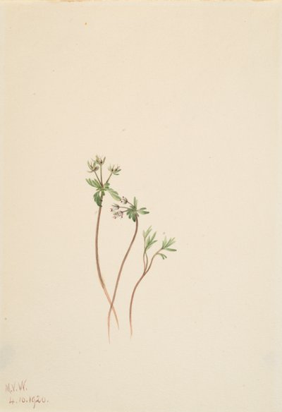 Harbinger of Spring Erigenia bulbosa, 1920. 作者 玛丽·沃克斯·沃尔科特