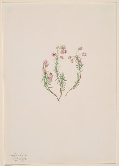 石南花（Phyllodoce intermedia） 作者 玛丽·沃克斯·沃尔科特