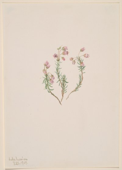 Heather Phyllodoce intermedia, 1907. 作者 玛丽·沃克斯·沃尔科特