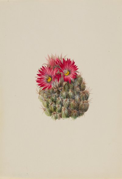 刺猬仙人掌 Coryphantha arizonica, 1933. 作者 玛丽·沃克斯·沃尔科特