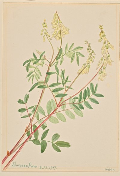 Hedysarum (Hedysarum sulphurescens) 作者 Mary Vaux Walcott
