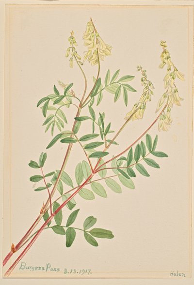 Hedysarum Hedysarum sulphurescens, 1917. 作者 玛丽·沃克斯·沃尔科特