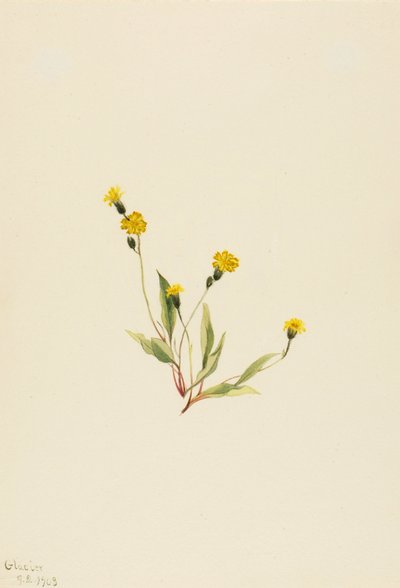 Heieracium gracile, 1903. 作者 玛丽·沃克斯·沃尔科特