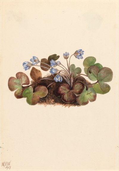 Hepatica Hepatica americana, 1917. 作者 玛丽·沃克斯·沃尔科特