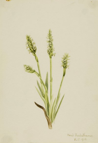 带帽淑女草（Ibidium strictum） 作者 玛丽·沃克斯·沃尔科特