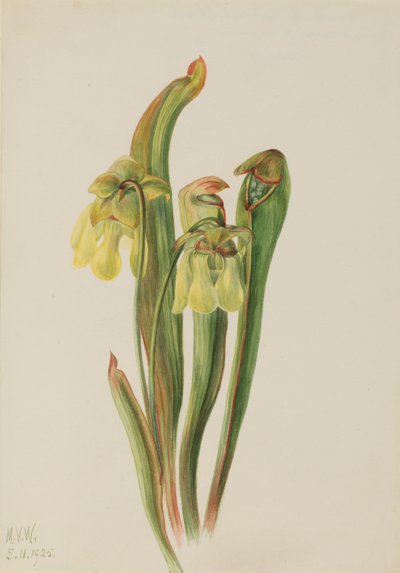 带帽垂盆草（Sarracenia minor） 作者 玛丽·沃克斯·沃尔科特