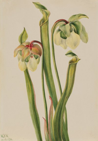 杂交投手植物 Sarracenia minor, 1930. 作者 玛丽·沃克斯·沃尔科特