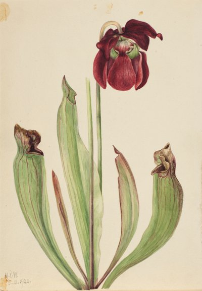 Hybrid Pitcherplant Sarracenia rubra xs purpurea venosa, 1920. 作者 玛丽·沃克斯·沃尔科特