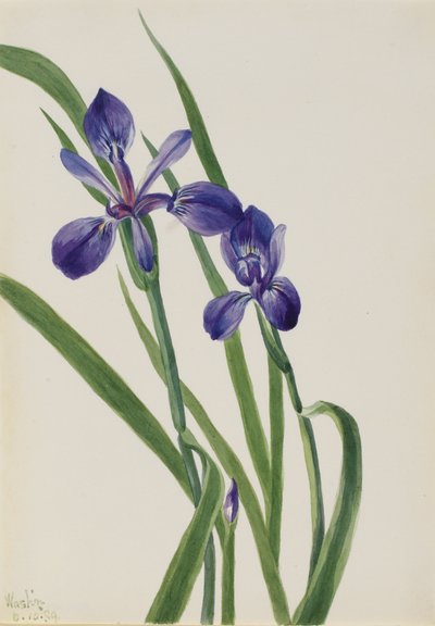 鸢尾花 Iris species, 1939. 作者 玛丽·沃克斯·沃尔科特