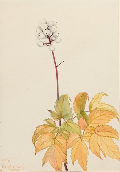 Ivory Baneberry Actaea arguta, 1922. 作者 玛丽·沃克斯·沃尔科特