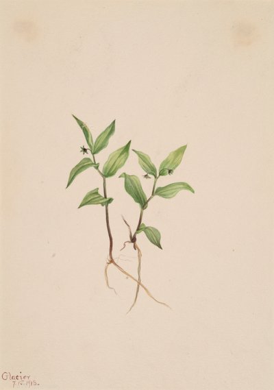 Kruhsea Kruhsea streptopoides, 1913. 作者 玛丽·沃克斯·沃尔科特