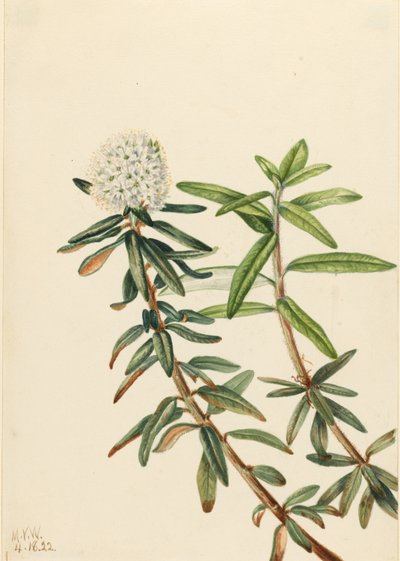拉布拉多茶（Ledum groenlandicum） 作者 玛丽·沃克斯·沃尔科特