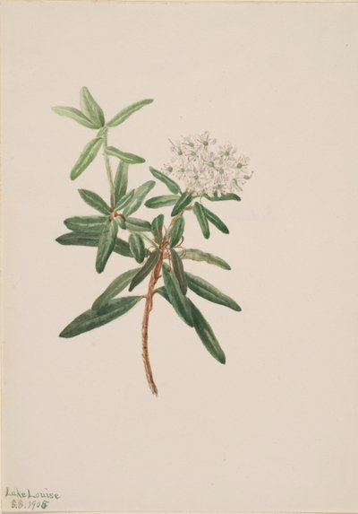 拉布拉多茶（Ledum groenlandicum） 作者 玛丽·沃克斯·沃尔科特
