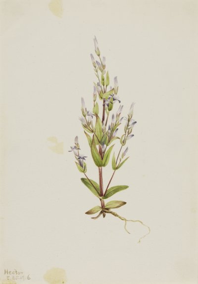 梯状龙胆 Gentiana acuta, 1916. 作者 玛丽·沃克斯·沃尔科特