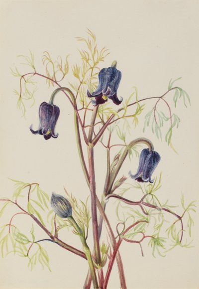 皮革花（Clematis hirsutissima） 作者 玛丽·沃克斯·沃尔科特