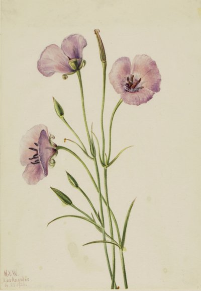 丁香马利珀萨（Calochortus splendens） 作者 玛丽·沃克斯·沃尔科特