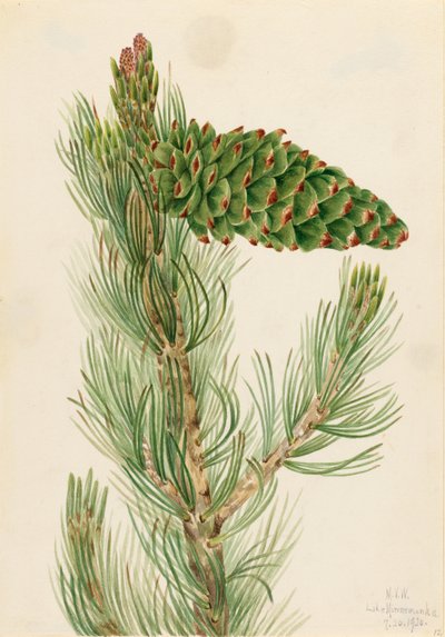 林缘松（Pinus flexilis） 作者 玛丽·沃克斯·沃尔科特