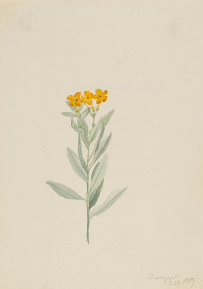 Lithospermum canescens 作者 玛丽·沃克斯·沃尔科特