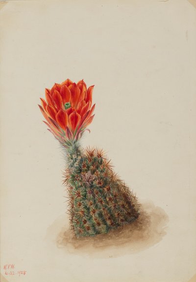 劳埃德草莓仙人掌（Echinocereus lloydii） 作者 玛丽·沃克斯·沃尔科特