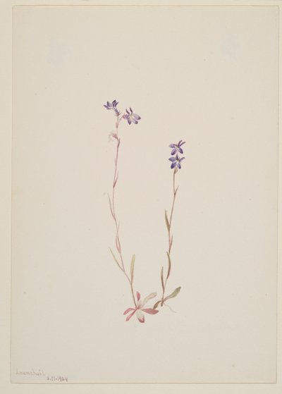 Lobelia Kalmii 作者 玛丽·沃克斯·沃尔科特