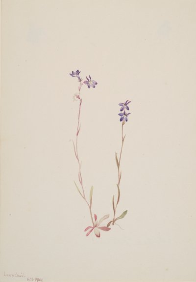 Lobelia Kalmii, 1904. 作者 玛丽·沃克斯·沃尔科特