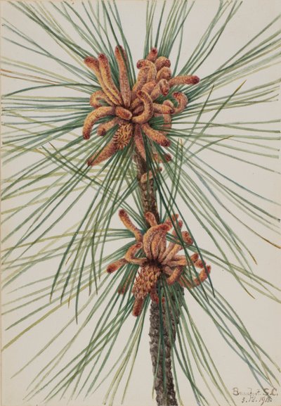 小叶松（Pinus taeda） 作者 玛丽·沃克斯·沃尔科特