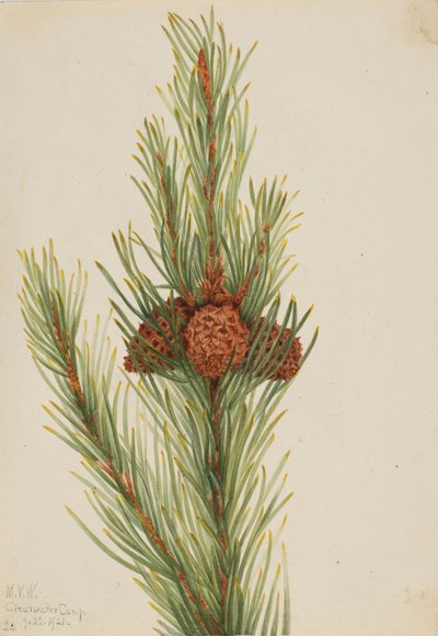 落叶松（Pinus Contorta murrayana） 作者 玛丽·沃克斯·沃尔科特