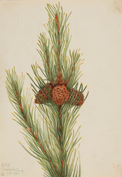 Lodgepole Pine Pinus Contorta murrayana, 1921. 作者 玛丽·沃克斯·沃尔科特