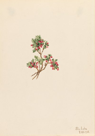 Low Whortleberry Vaccinium caespitosum, 1918. 作者 玛丽·沃克斯·沃尔科特