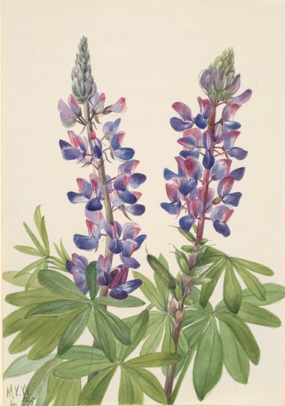 羽扇豆 Lupinus fornosus, 1935. 作者 玛丽·沃克斯·沃尔科特