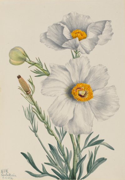 Matilija Poppy Romneya coulteri, 1931. 作者 玛丽·沃克斯·沃尔科特