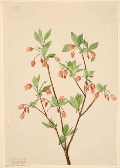 Menziesea Menziesea glabella, 1907. 作者 玛丽·沃克斯·沃尔科特