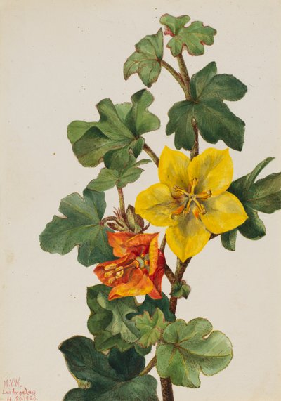 墨西哥Fremontia Fremontodendron mexicanum，1926。 作者 玛丽·沃克斯·沃尔科特