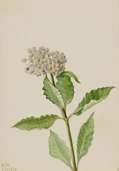 Milkweed Ascelpias, 1924. 作者 玛丽·沃克斯·沃尔科特