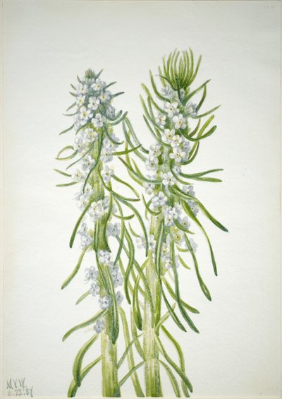 矿工的蜡烛 Oreocarya virgata, 1937. 作者 玛丽·沃克斯·沃尔科特