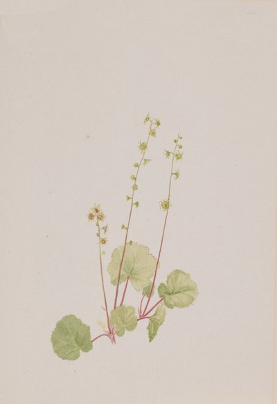 米泰拉裸体，约1900-1920年。 作者 玛丽·沃克斯·沃尔科特
