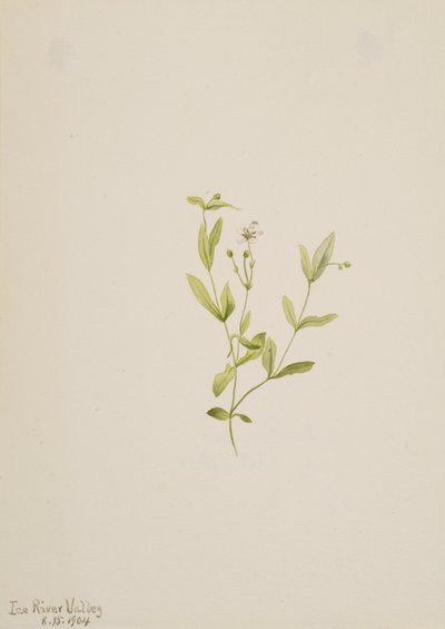 Moehringia laberiflora, 1904. 作者 玛丽·沃克斯·沃尔科特