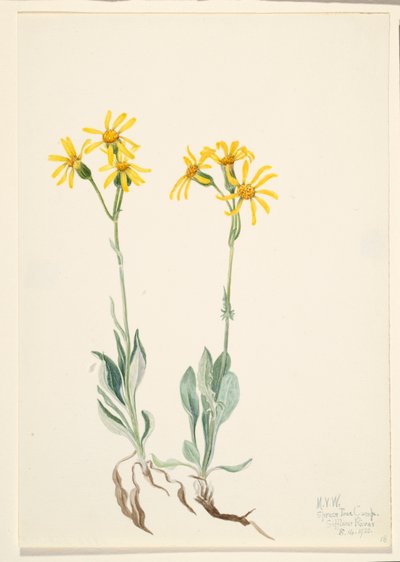 蒙大拿芒草（Parnassia montanesis） 作者 玛丽·沃克斯·沃尔科特